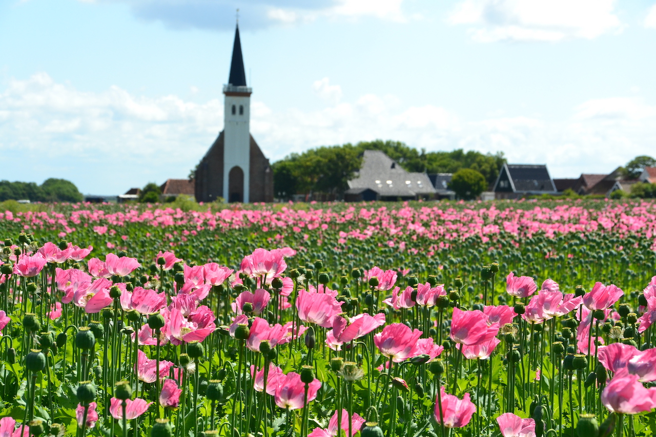 April auf Watteninsel Texel